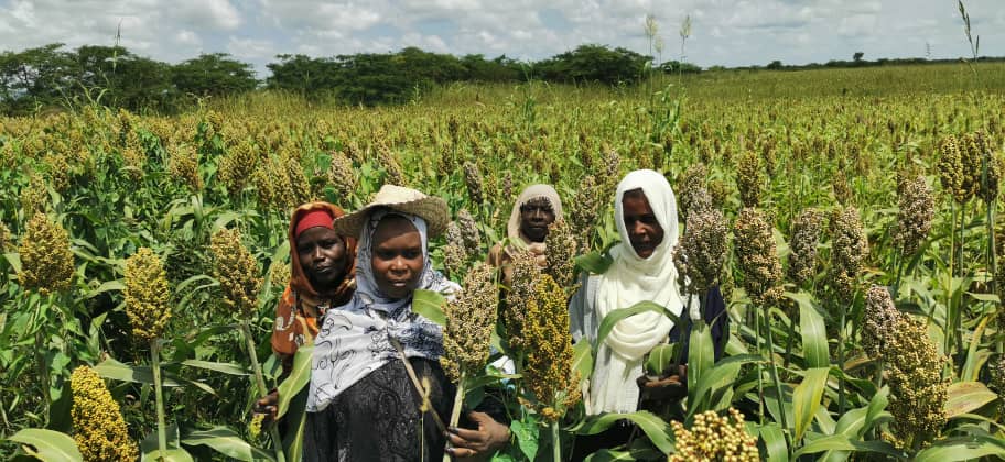 السودان – “الفضاء نيوز”:  *إجراء التفتيش الأولى لتقاوي الذرة بمشروع جنوب كردفان*