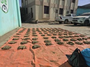 السودان – “الفضاء نيوز”: *قوات الجمارك تُحبط محاولة تهريب (1000) قندول حشيش بضواحي المناقل وتضبط متهمين*