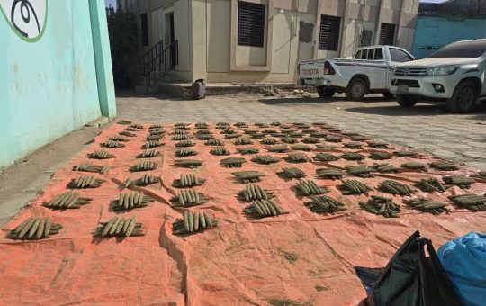 السودان – “الفضاء نيوز”: *قوات الجمارك تُحبط محاولة تهريب (1000) قندول حشيش بضواحي المناقل وتضبط متهمين*